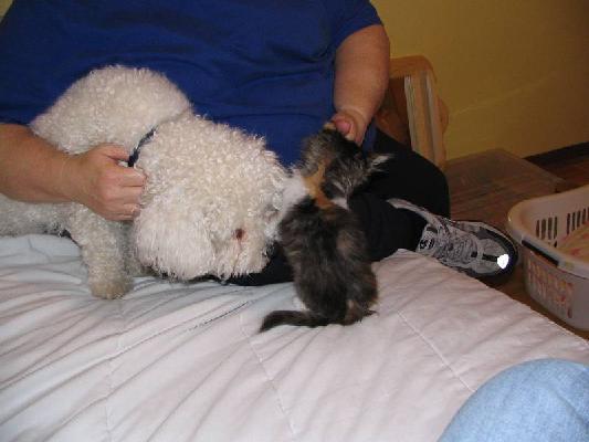 Riley and Abby Dec 2004 009.jpg